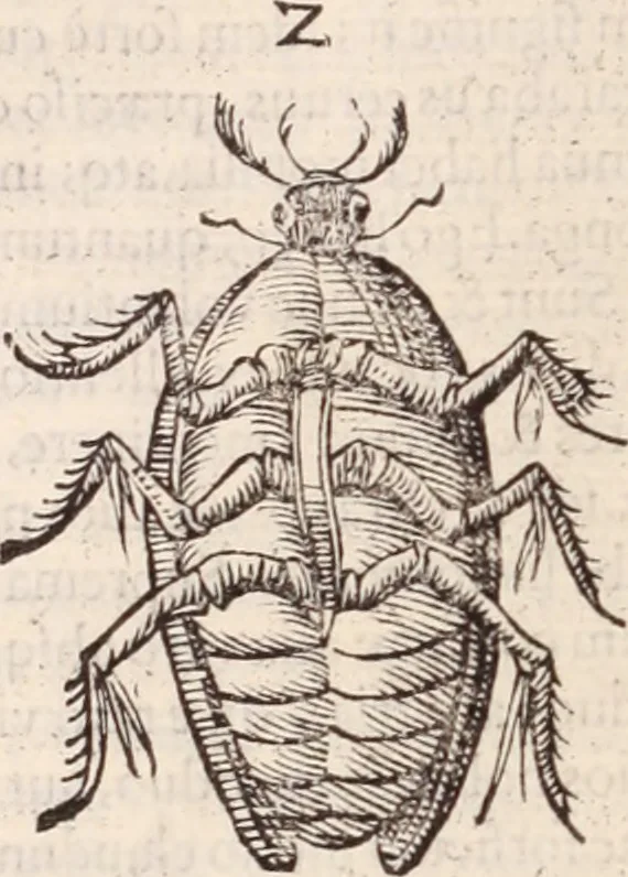 An illustration from De animalibus insectis libri septem : cum singulorum iconibus ad viuum expressis / autore Ulysse Aldrovando ... ; ad sereniss: Franc. Mariam Secundum ..., 1602, leaf 465