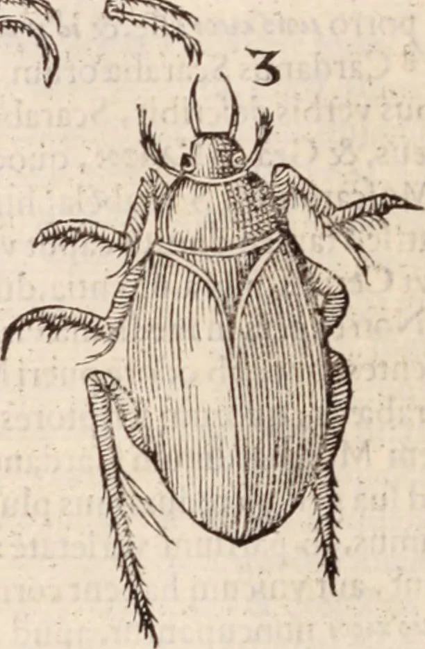 An illustration from De animalibus insectis libri septem : cum singulorum iconibus ad viuum expressis / autore Ulysse Aldrovando ... ; ad sereniss: Franc. Mariam Secundum ..., 1602, leaf 465