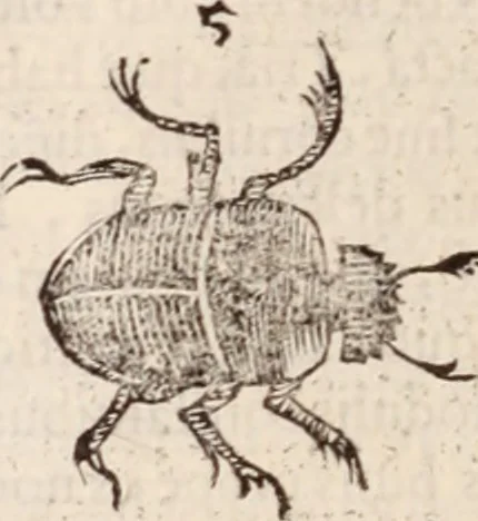 An illustration from De animalibus insectis libri septem : cum singulorum iconibus ad viuum expressis / autore Ulysse Aldrovando ... ; ad sereniss: Franc. Mariam Secundum ..., 1602, leaf 465
