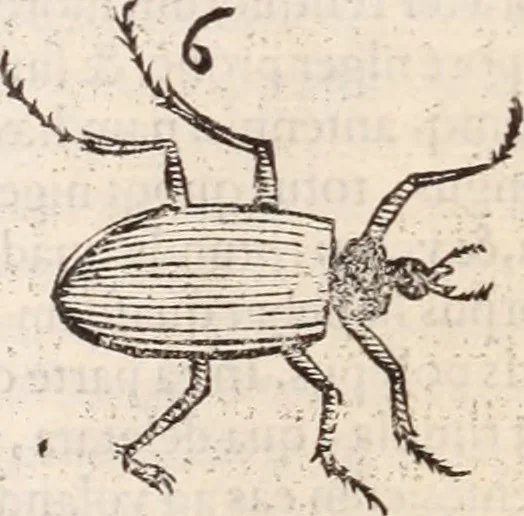 An illustration from De animalibus insectis libri septem : cum singulorum iconibus ad viuum expressis / autore Ulysse Aldrovando ... ; ad sereniss: Franc. Mariam Secundum ..., 1602, leaf 465