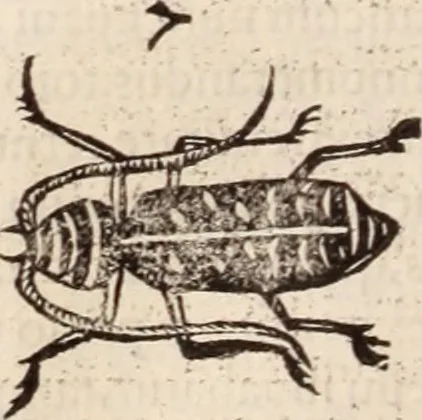An illustration from De animalibus insectis libri septem : cum singulorum iconibus ad viuum expressis / autore Ulysse Aldrovando ... ; ad sereniss: Franc. Mariam Secundum ..., 1602, leaf 465