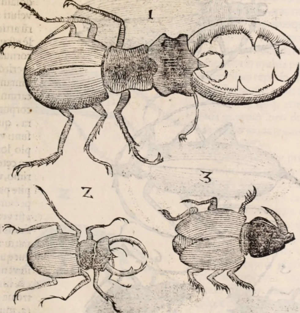 An illustration from De animalibus insectis libri septem : cum singulorum iconibus ad viuum expressis / autore Ulysse Aldrovando ... ; ad sereniss: Franc. Mariam Secundum ..., 1602, leaf 466