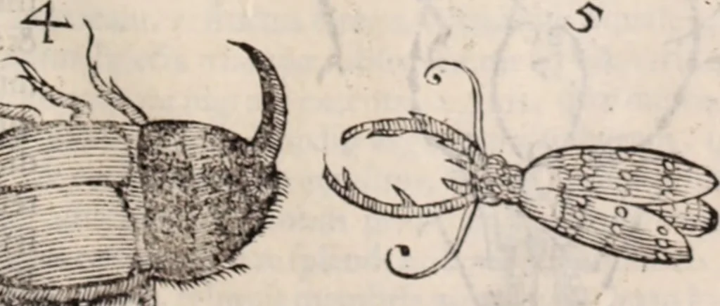 An illustration from De animalibus insectis libri septem : cum singulorum iconibus ad viuum expressis / autore Ulysse Aldrovando ... ; ad sereniss: Franc. Mariam Secundum ..., 1602, leaf 466
