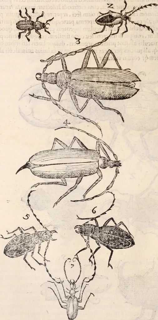 An illustration from De animalibus insectis libri septem : cum singulorum iconibus ad viuum expressis / autore Ulysse Aldrovando ... ; ad sereniss: Franc. Mariam Secundum ..., 1602, leaf 467