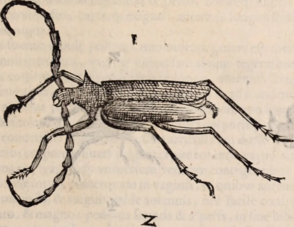 An illustration from De animalibus insectis libri septem : cum singulorum iconibus ad viuum expressis / autore Ulysse Aldrovando ... ; ad sereniss: Franc. Mariam Secundum ..., 1602, leaf 468