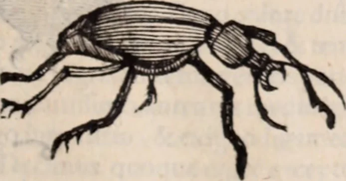 An illustration from De animalibus insectis libri septem : cum singulorum iconibus ad viuum expressis / autore Ulysse Aldrovando ... ; ad sereniss: Franc. Mariam Secundum ..., 1602, leaf 468