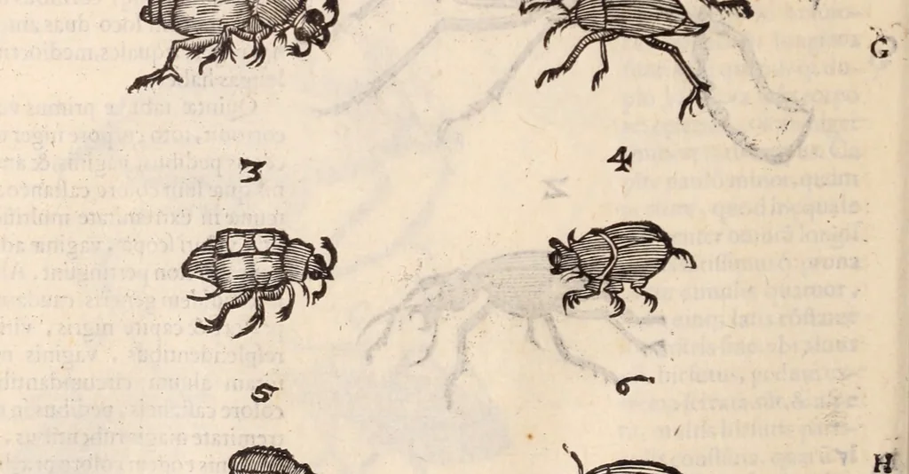 An illustration from De animalibus insectis libri septem : cum singulorum iconibus ad viuum expressis / autore Ulysse Aldrovando ... ; ad sereniss: Franc. Mariam Secundum ..., 1602, leaf 469