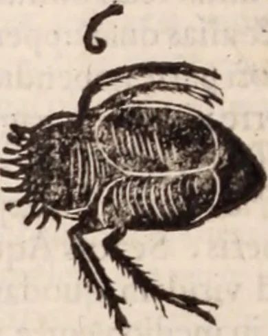 An illustration from De animalibus insectis libri septem : cum singulorum iconibus ad viuum expressis / autore Ulysse Aldrovando ... ; ad sereniss: Franc. Mariam Secundum ..., 1602, leaf 471