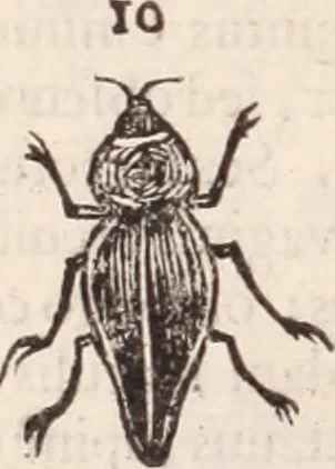An illustration from De animalibus insectis libri septem : cum singulorum iconibus ad viuum expressis / autore Ulysse Aldrovando ... ; ad sereniss: Franc. Mariam Secundum ..., 1602, leaf 471