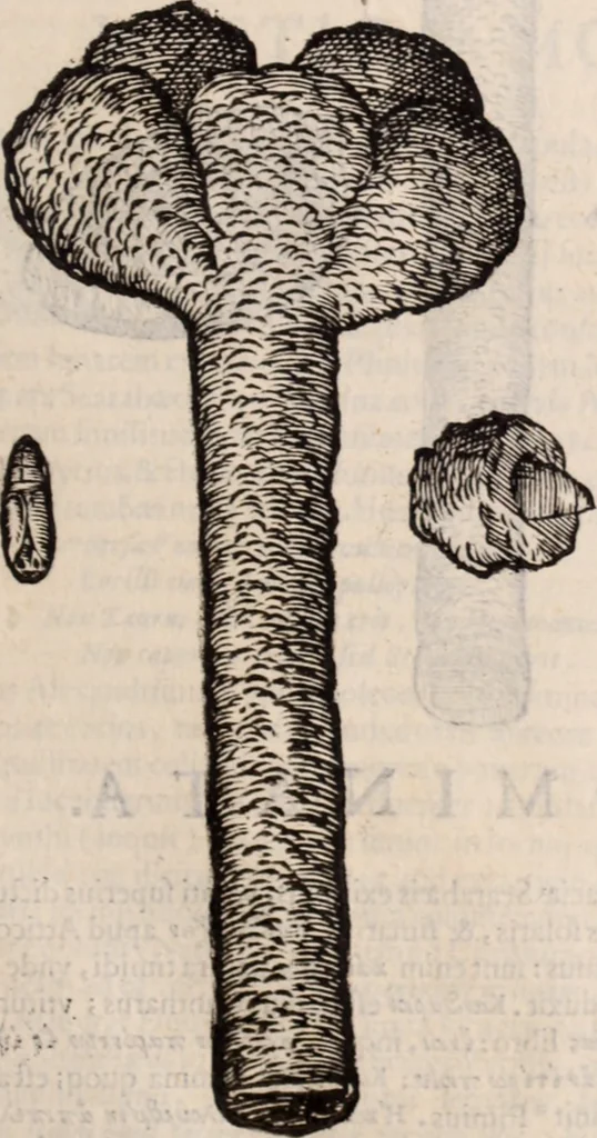 An illustration from De animalibus insectis libri septem : cum singulorum iconibus ad viuum expressis / autore Ulysse Aldrovando ... ; ad sereniss: Franc. Mariam Secundum ..., 1602, leaf 474