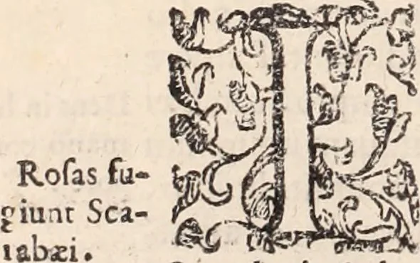 An illustration from De animalibus insectis libri septem : cum singulorum iconibus ad viuum expressis / autore Ulysse Aldrovando ... ; ad sereniss: Franc. Mariam Secundum ..., 1602, leaf 479
