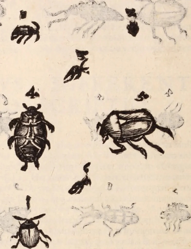 An illustration from De animalibus insectis libri septem : cum singulorum iconibus ad viuum expressis / autore Ulysse Aldrovando ... ; ad sereniss: Franc. Mariam Secundum ..., 1602, leaf 487
