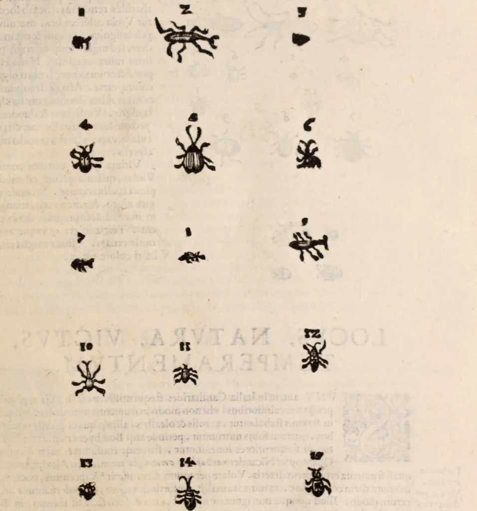 An illustration from De animalibus insectis libri septem : cum singulorum iconibus ad viuum expressis / autore Ulysse Aldrovando ... ; ad sereniss: Franc. Mariam Secundum ..., 1602, leaf 488