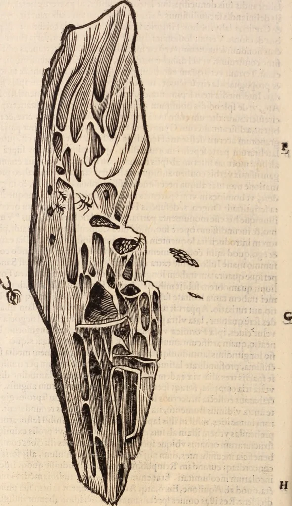 An illustration from De animalibus insectis libri septem : cum singulorum iconibus ad viuum expressis / autore Ulysse Aldrovando ... ; ad sereniss: Franc. Mariam Secundum ..., 1602, leaf 525
