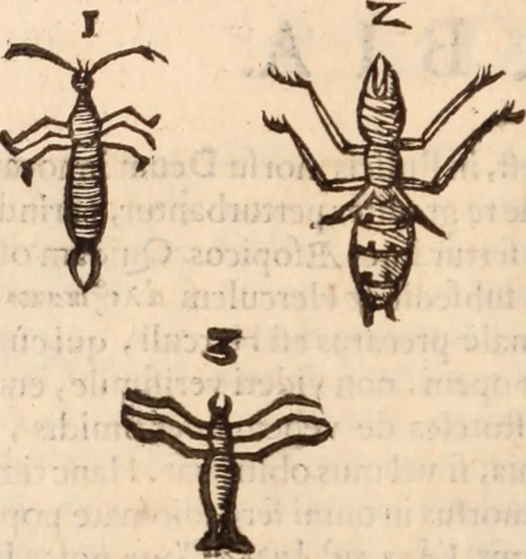 An illustration from De animalibus insectis libri septem : cum singulorum iconibus ad viuum expressis / autore Ulysse Aldrovando ... ; ad sereniss: Franc. Mariam Secundum ..., 1602, leaf 585