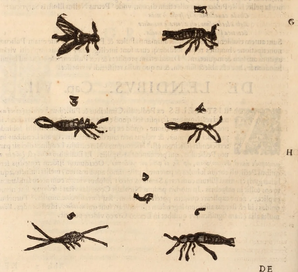 An illustration from De animalibus insectis libri septem : cum singulorum iconibus ad viuum expressis / autore Ulysse Aldrovando ... ; ad sereniss: Franc. Mariam Secundum ..., 1602, leaf 585