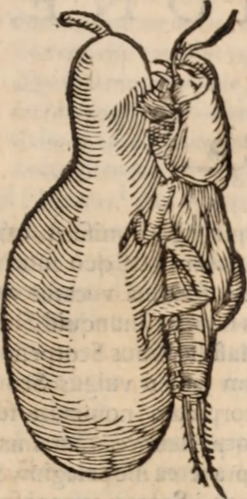 An illustration from De animalibus insectis libri septem : cum singulorum iconibus ad viuum expressis / autore Ulysse Aldrovando ... ; ad sereniss: Franc. Mariam Secundum ..., 1602, leaf 586