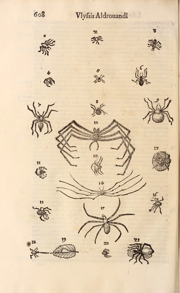 An illustration from De animalibus insectis libri septem : cum singulorum iconibus ad viuum expressis / autore Ulysse Aldrovando ... ; ad sereniss: Franc. Mariam Secundum ..., 1602, leaf 623
