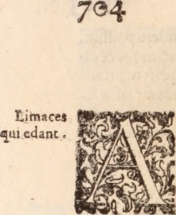 An illustration from De animalibus insectis libri septem : cum singulorum iconibus ad viuum expressis / autore Ulysse Aldrovando ... ; ad sereniss: Franc. Mariam Secundum ..., 1602, leaf 719