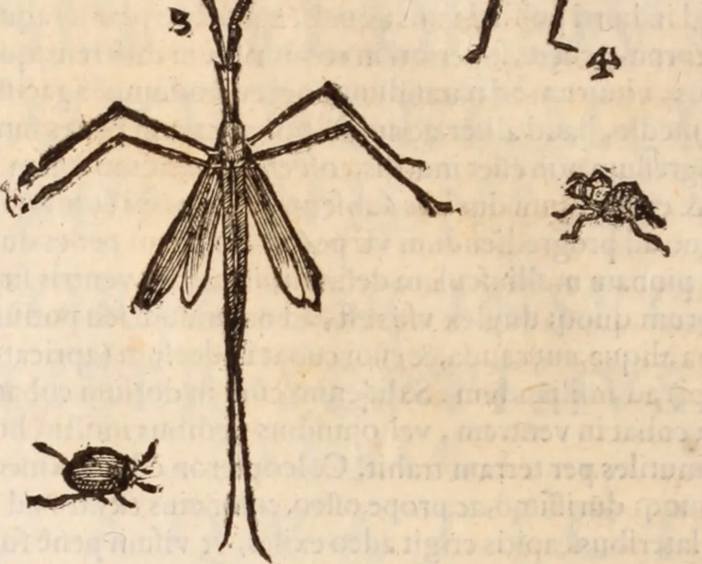 An illustration from De animalibus insectis libri septem : cum singulorum iconibus ad viuum expressis / autore Ulysse Aldrovando ... ; ad sereniss: Franc. Mariam Secundum ..., 1602, leaf 723