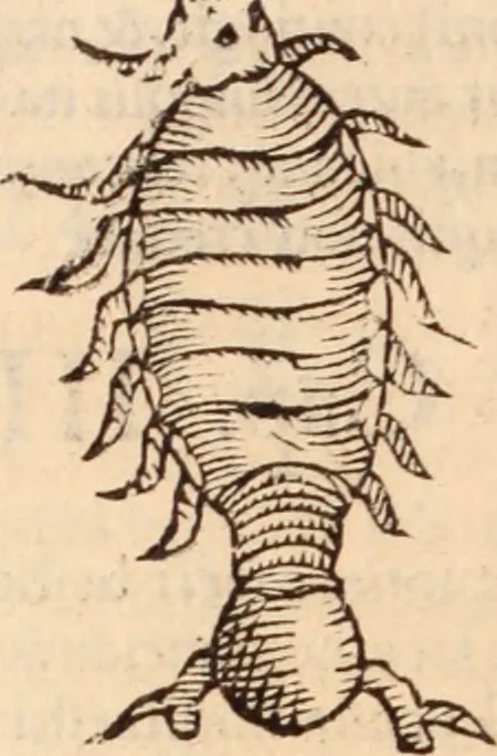 An illustration from De animalibus insectis libri septem : cum singulorum iconibus ad viuum expressis / autore Ulysse Aldrovando ... ; ad sereniss: Franc. Mariam Secundum ..., 1602, leaf 727