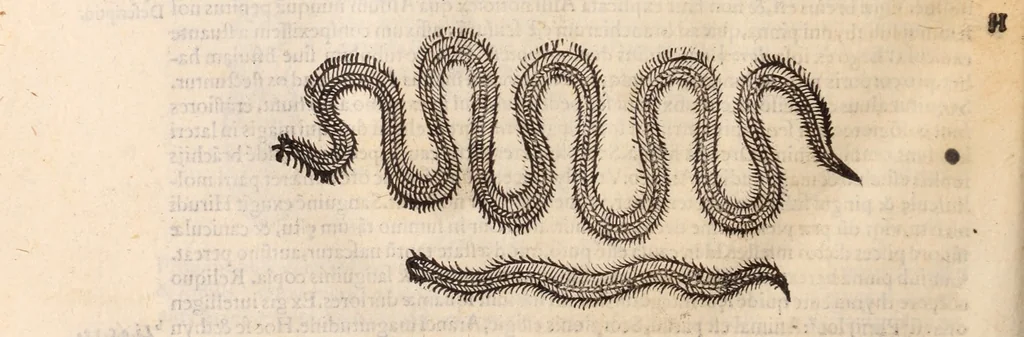 An illustration from De animalibus insectis libri septem : cum singulorum iconibus ad viuum expressis / autore Ulysse Aldrovando ... ; ad sereniss: Franc. Mariam Secundum ..., 1602, leaf 729