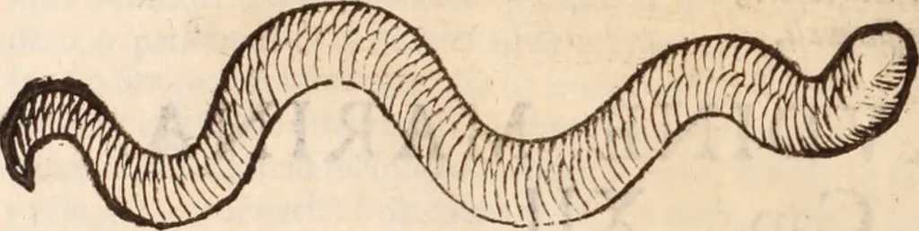 An illustration from De animalibus insectis libri septem : cum singulorum iconibus ad viuum expressis / autore Ulysse Aldrovando ... ; ad sereniss: Franc. Mariam Secundum ..., 1602, leaf 749