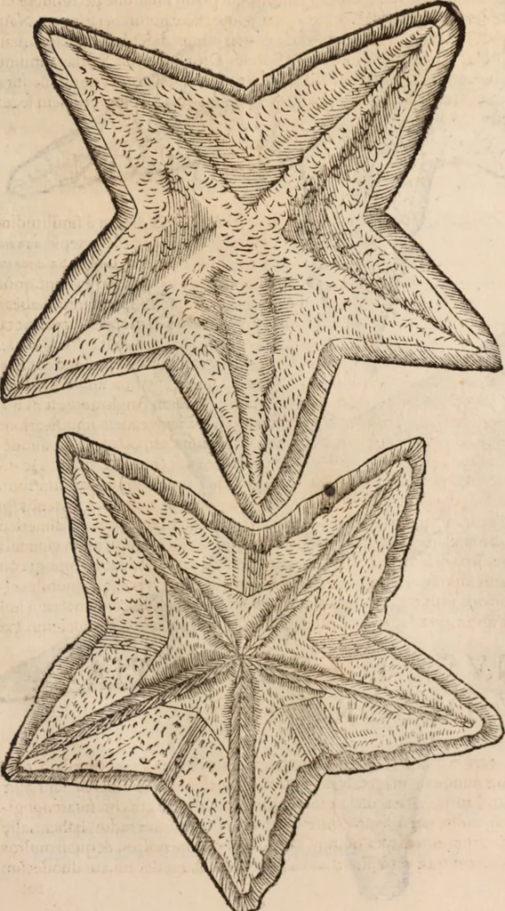 An illustration from De animalibus insectis libri septem : cum singulorum iconibus ad viuum expressis / autore Ulysse Aldrovando ... ; ad sereniss: Franc. Mariam Secundum ..., 1602, leaf 758