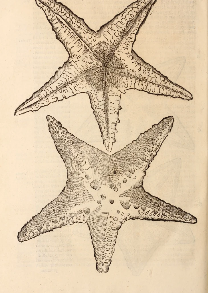 An illustration from De animalibus insectis libri septem : cum singulorum iconibus ad viuum expressis / autore Ulysse Aldrovando ... ; ad sereniss: Franc. Mariam Secundum ..., 1602, leaf 759