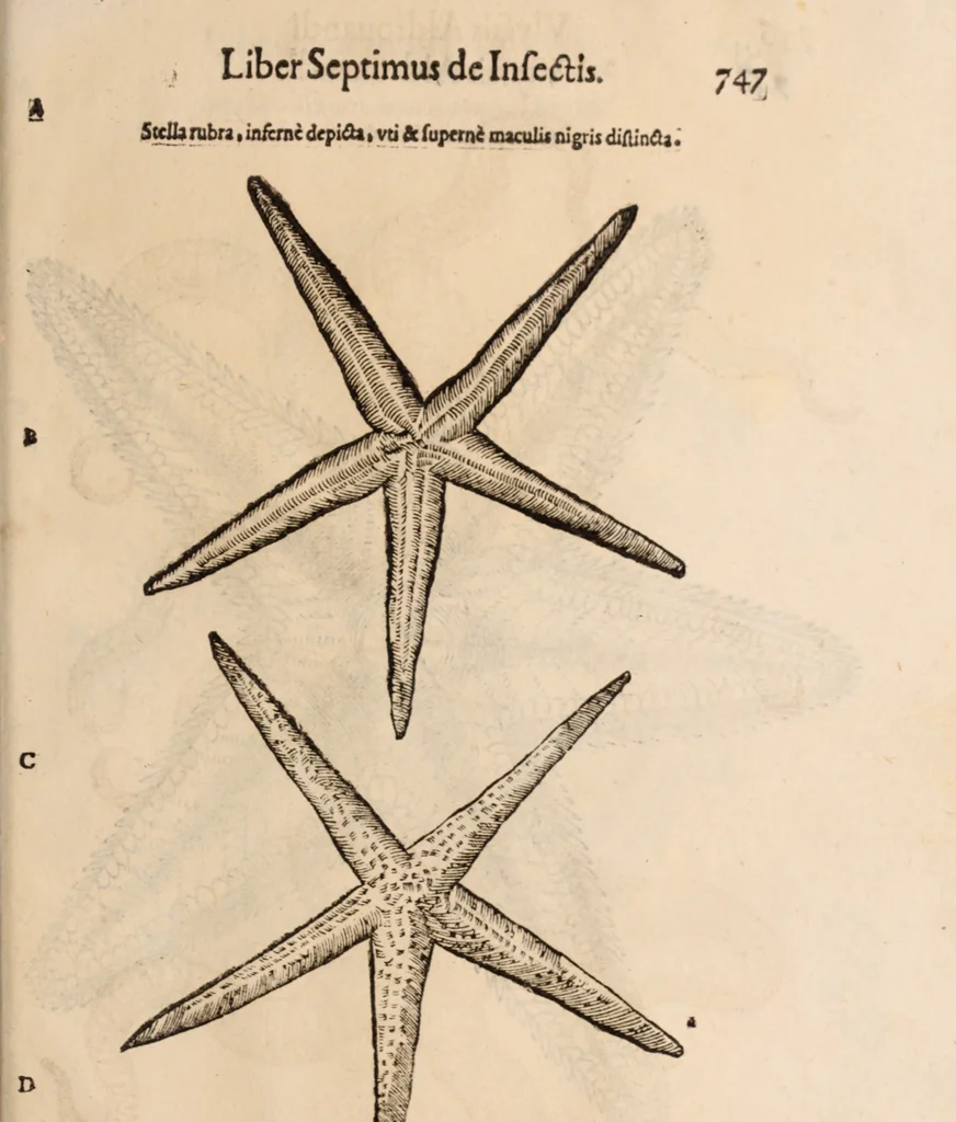An illustration from De animalibus insectis libri septem : cum singulorum iconibus ad viuum expressis / autore Ulysse Aldrovando ... ; ad sereniss: Franc. Mariam Secundum ..., 1602, leaf 762