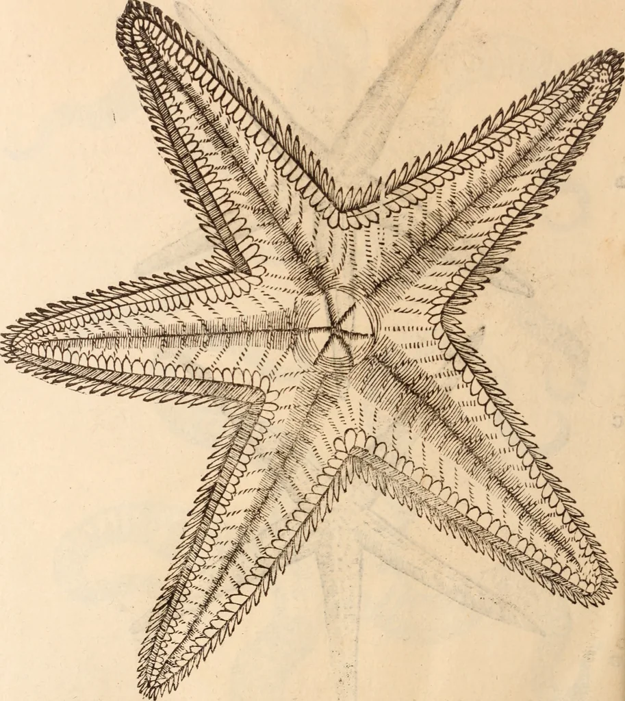 An illustration from De animalibus insectis libri septem : cum singulorum iconibus ad viuum expressis / autore Ulysse Aldrovando ... ; ad sereniss: Franc. Mariam Secundum ..., 1602, leaf 763