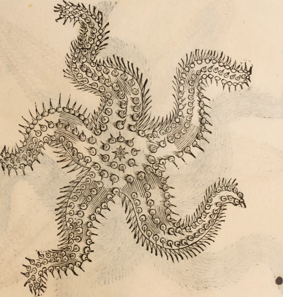 An illustration from De animalibus insectis libri septem : cum singulorum iconibus ad viuum expressis / autore Ulysse Aldrovando ... ; ad sereniss: Franc. Mariam Secundum ..., 1602, leaf 764
