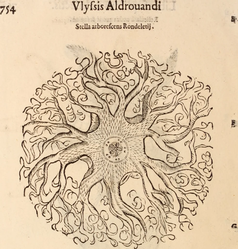 An illustration from De animalibus insectis libri septem : cum singulorum iconibus ad viuum expressis / autore Ulysse Aldrovando ... ; ad sereniss: Franc. Mariam Secundum ..., 1602, leaf 769