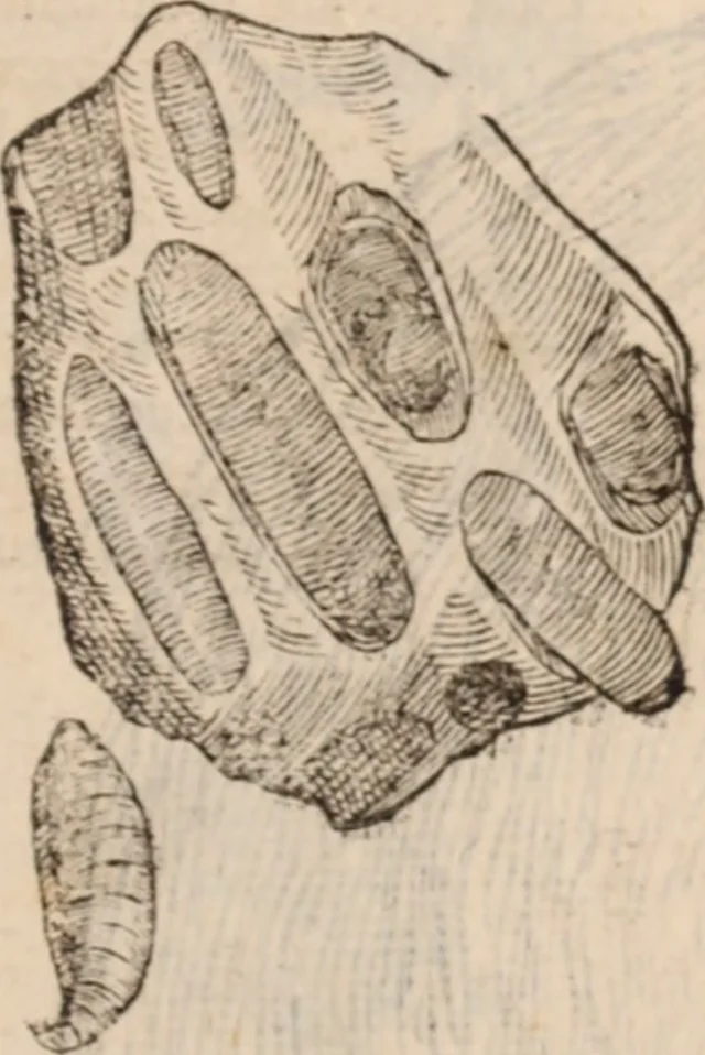 An illustration from De animalibus insectis libri septem : cum singulorum iconibus ad viuum expressis / autore Ulysse Aldrovando ... ; ad sereniss: Franc. Mariam Secundum ..., 1602, leaf 776