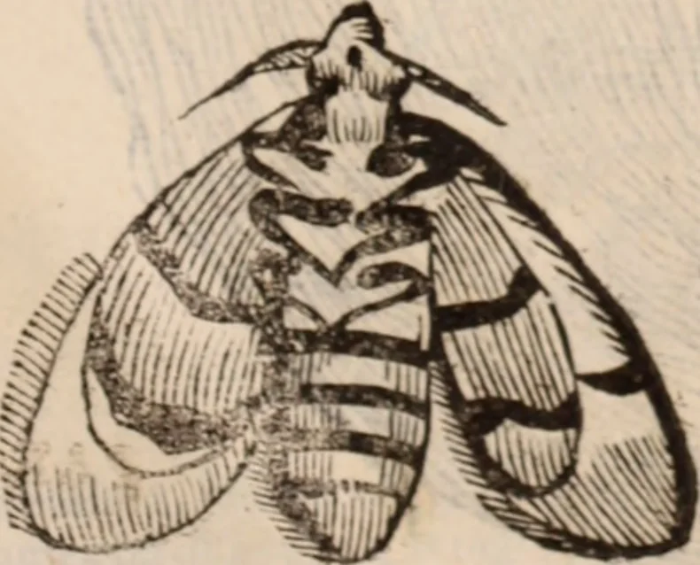 An illustration from De animalibus insectis libri septem : cum singulorum iconibus ad viuum expressis / autore Ulysse Aldrovando ... ; ad sereniss: Franc. Mariam Secundum ..., 1602, leaf 776