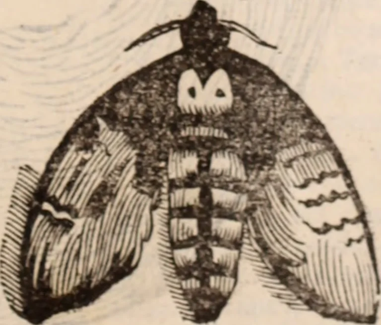 An illustration from De animalibus insectis libri septem : cum singulorum iconibus ad viuum expressis / autore Ulysse Aldrovando ... ; ad sereniss: Franc. Mariam Secundum ..., 1602, leaf 776
