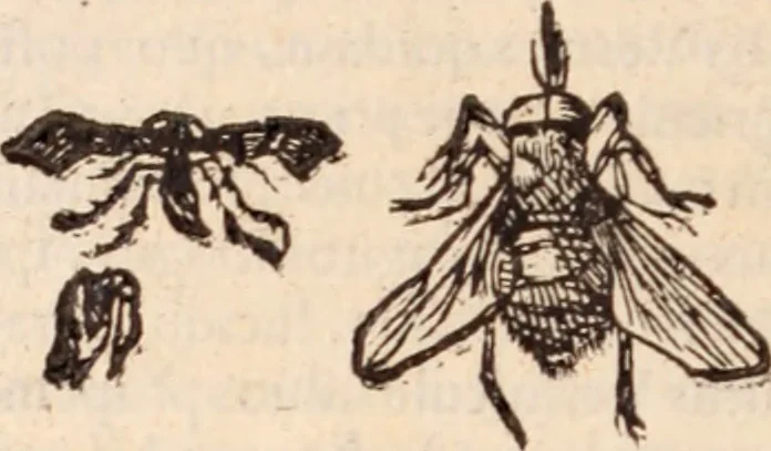 An illustration from De animalibus insectis libri septem : cum singulorum iconibus ad viuum expressis / autore Ulysse Aldrovando ... ; ad sereniss: Franc. Mariam Secundum ..., 1602, leaf 777