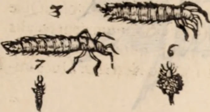 An illustration from De animalibus insectis libri septem : cum singulorum iconibus ad viuum expressis / autore Ulysse Aldrovando ... ; ad sereniss: Franc. Mariam Secundum ..., 1602, leaf 778