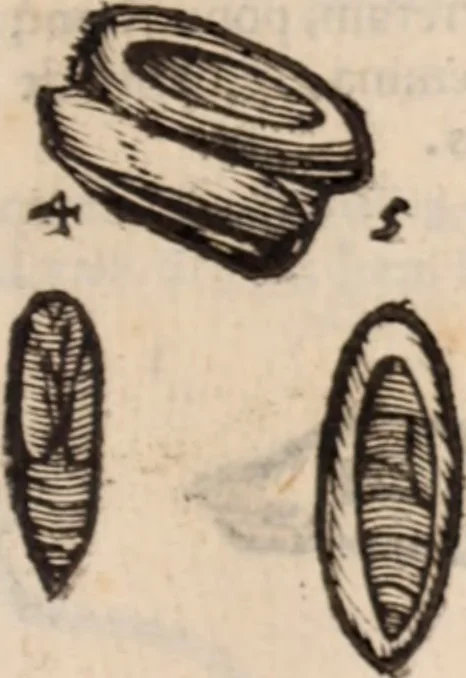 An illustration from De animalibus insectis libri septem : cum singulorum iconibus ad viuum expressis / autore Ulysse Aldrovando ... ; ad sereniss: Franc. Mariam Secundum ..., 1602, leaf 778