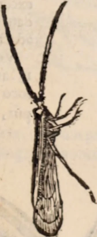 An illustration from De animalibus insectis libri septem : cum singulorum iconibus ad viuum expressis / autore Ulysse Aldrovando ... ; ad sereniss: Franc. Mariam Secundum ..., 1602, leaf 778