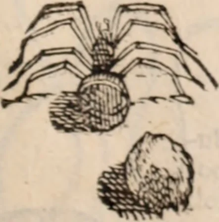 An illustration from De animalibus insectis libri septem : cum singulorum iconibus ad viuum expressis / autore Ulysse Aldrovando ... ; ad sereniss: Franc. Mariam Secundum ..., 1602, leaf 778