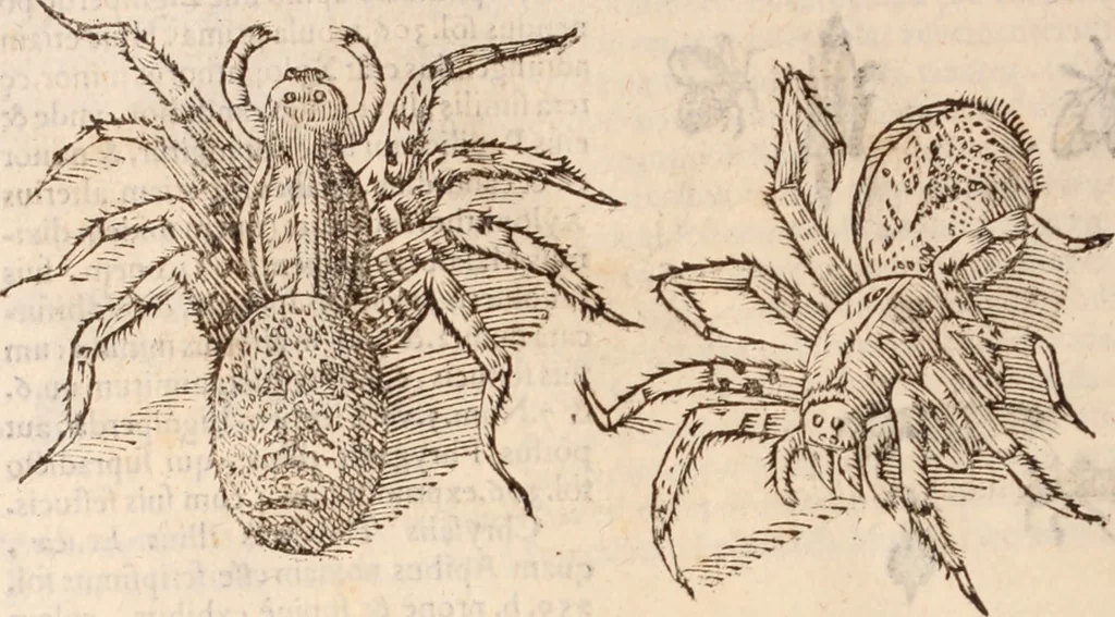 An illustration from De animalibus insectis libri septem : cum singulorum iconibus ad viuum expressis / autore Ulysse Aldrovando ... ; ad sereniss: Franc. Mariam Secundum ..., 1602, leaf 779
