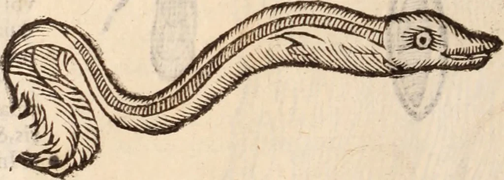 An illustration from De animalibus insectis libri septem : cum singulorum iconibus ad viuum expressis / autore Ulysse Aldrovando ... ; ad sereniss: Franc. Mariam Secundum ..., 1602, leaf 779