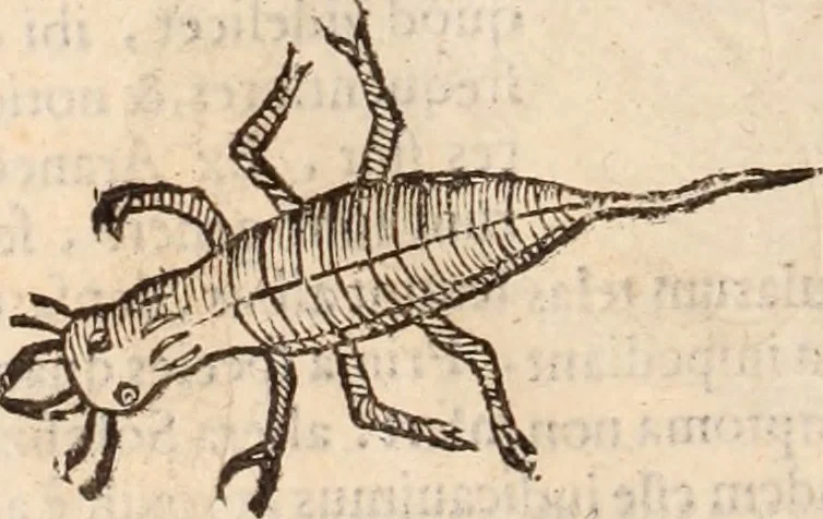 An illustration from De animalibus insectis libri septem : cum singulorum iconibus ad viuum expressis / autore Ulysse Aldrovando ... ; ad sereniss: Franc. Mariam Secundum ..., 1602, leaf 779