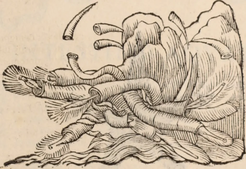 An illustration from De animalibus insectis libri septem : cum singulorum iconibus ad viuum expressis / autore Ulysse Aldrovando ... ; ad sereniss: Franc. Mariam Secundum ..., 1602, leaf 780