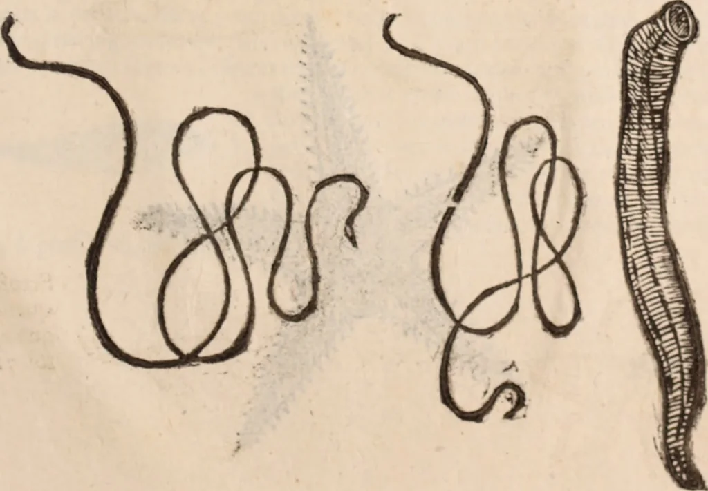 An illustration from De animalibus insectis libri septem : cum singulorum iconibus ad viuum expressis / autore Ulysse Aldrovando ... ; ad sereniss: Franc. Mariam Secundum ..., 1602, leaf 780