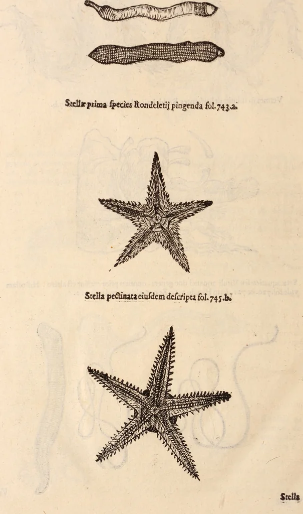 An illustration from De animalibus insectis libri septem : cum singulorum iconibus ad viuum expressis / autore Ulysse Aldrovando ... ; ad sereniss: Franc. Mariam Secundum ..., 1602, leaf 781