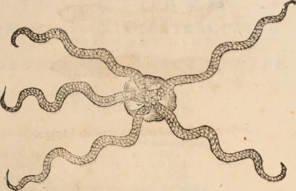 An illustration from De animalibus insectis libri septem : cum singulorum iconibus ad viuum expressis / autore Ulysse Aldrovando ... ; ad sereniss: Franc. Mariam Secundum ..., 1602, leaf 782