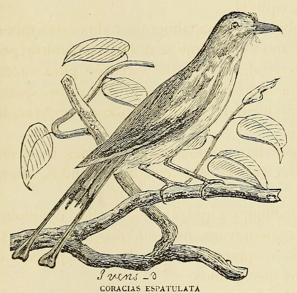 An illustration from De Benguella ás terras de Iácca; descripção de uma viagem na Africa central e occidental. Comprehendendo narrações, aventuras, e estudos importantes sobre as cabeceiras dos rios Cu-nene, Cu-bango, Lu-ando, Cu-anza e Cu-ango, e de grande parte do curso dos dois ultimos; alem da descoberta dos rios Hamba, Cauali, Sussa e Cu-gho, e larga noticia sobre as terras de Quiteca, N'bungo, Sosso, Futa, e Iácca, 1881, leaf 147