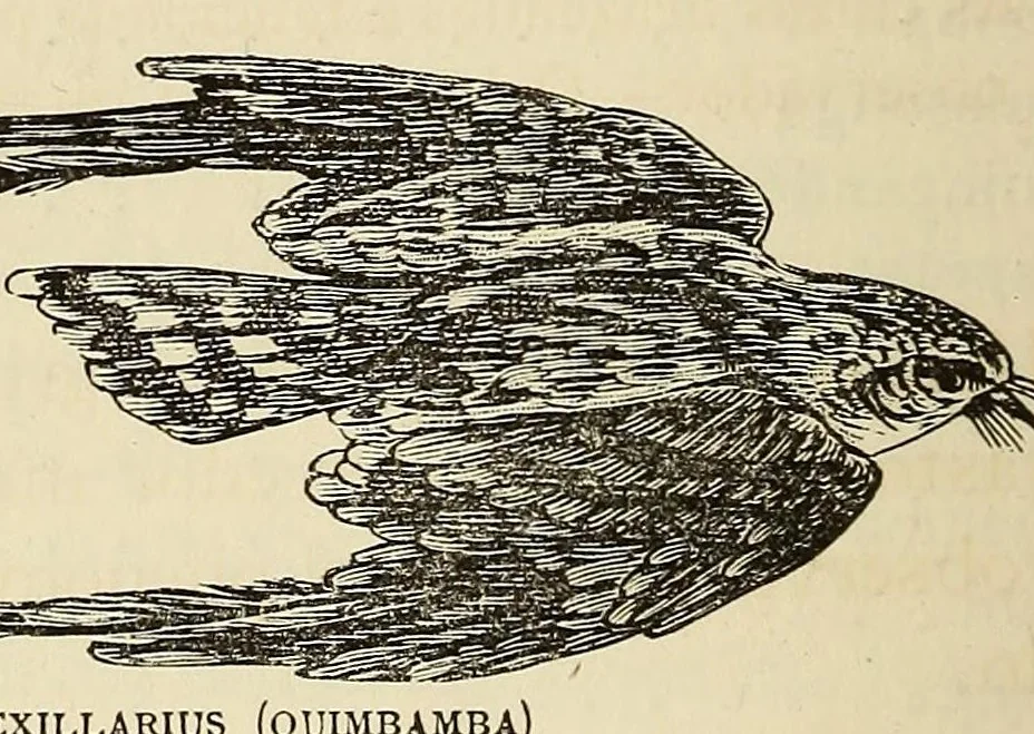 An illustration from De Benguella ás terras de Iácca; descripção de uma viagem na Africa central e occidental. Comprehendendo narrações, aventuras, e estudos importantes sobre as cabeceiras dos rios Cu-nene, Cu-bango, Lu-ando, Cu-anza e Cu-ango, e de grande parte do curso dos dois ultimos; alem da descoberta dos rios Hamba, Cauali, Sussa e Cu-gho, e larga noticia sobre as terras de Quiteca, N'bungo, Sosso, Futa, e Iácca, 1881, leaf 202